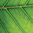 Photosynthesis 