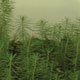 Kloning av planter