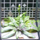 Plantar i rommet