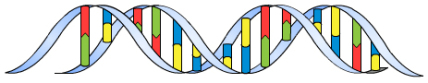DNA