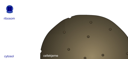Cellekjerne og ribosom